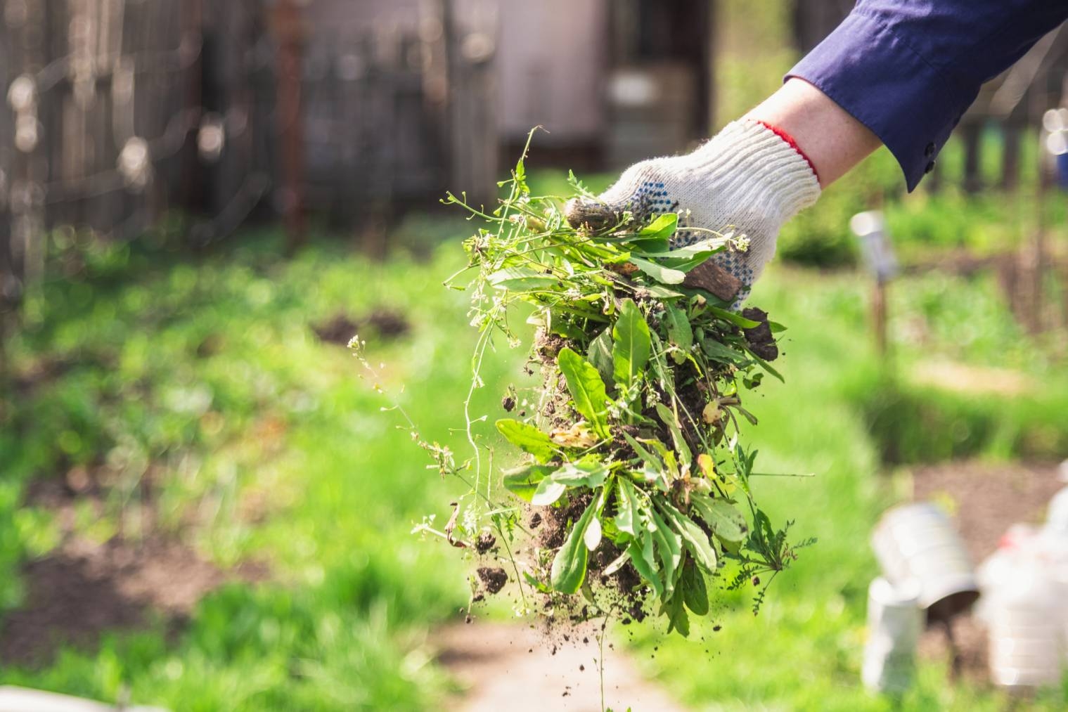 Bien entretenir son jardin et ses plantes sans produit chimique