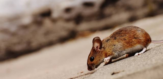 se débarrasser des souris