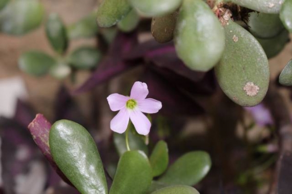 cosmétique à base de plante