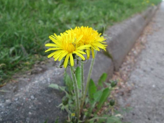 éliminer les mauvaises herbes