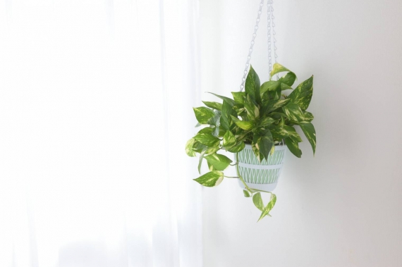 plante intérieure pour assainir l'air
