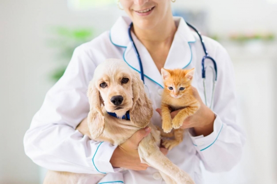 assurance santé soins des animaux vétérinaire chien chat