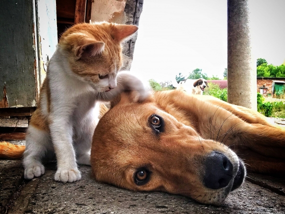 assurance santé chien et chat
